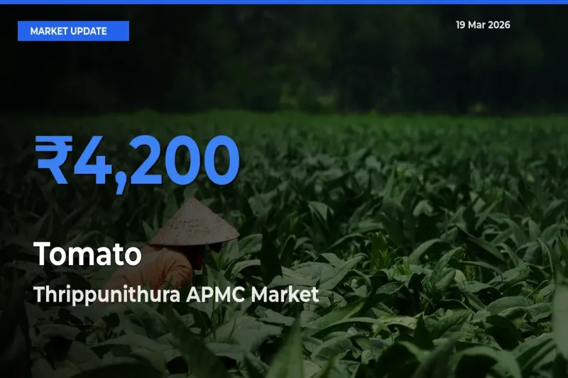 Tomato Mandi Rate Today: Thrippunithura APMC Tops the List
