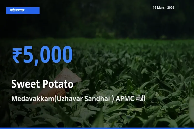 Medavakkam(Uzhavar Sandhai ) APMC में शकरकंद का आज सबसे ऊँचा भाव