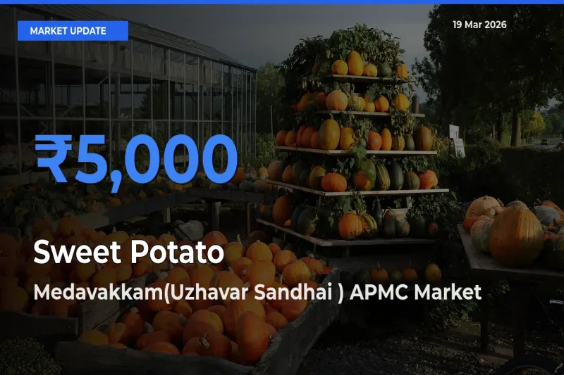 Medavakkam(Uzhavar Sandhai ) APMC Leads as Top Mandi for Sweet Potato Prices