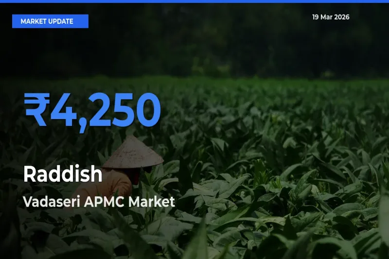 Raddish Mandi Rate Today: Vadaseri APMC Tops the List