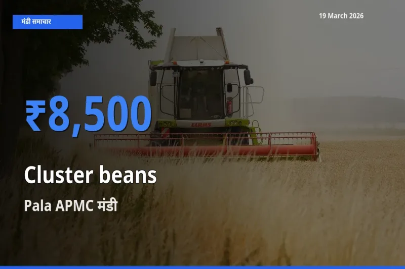 19 March अपडेट: ग्वार फली के सबसे ऊँचे दाम Pala APMC मंडी में