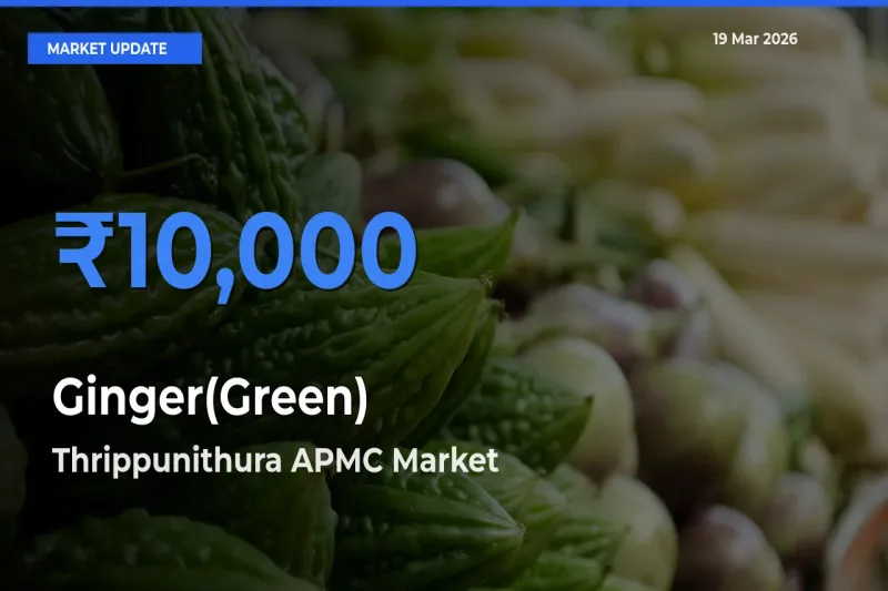 Ginger(Green) Mandi Rate Today: Thrippunithura APMC Tops the List