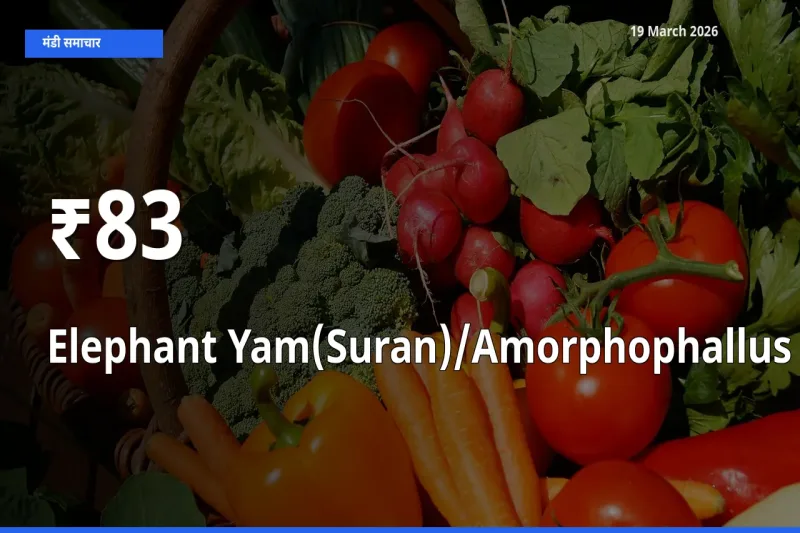जिमीकंद (सूरन) के दाम कई मंडियों में एक जैसे बदले, बाज़ार में बड़ा ट्रेंड साफ