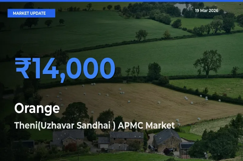 Market Watch: Theni(Uzhavar Sandhai ) APMC Becomes Top Mandi for Orange