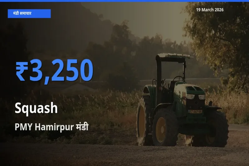 आज कद्दू (कोहड़ा) के सबसे ज़्यादा दाम PMY Hamirpur मंडी में दर्ज
