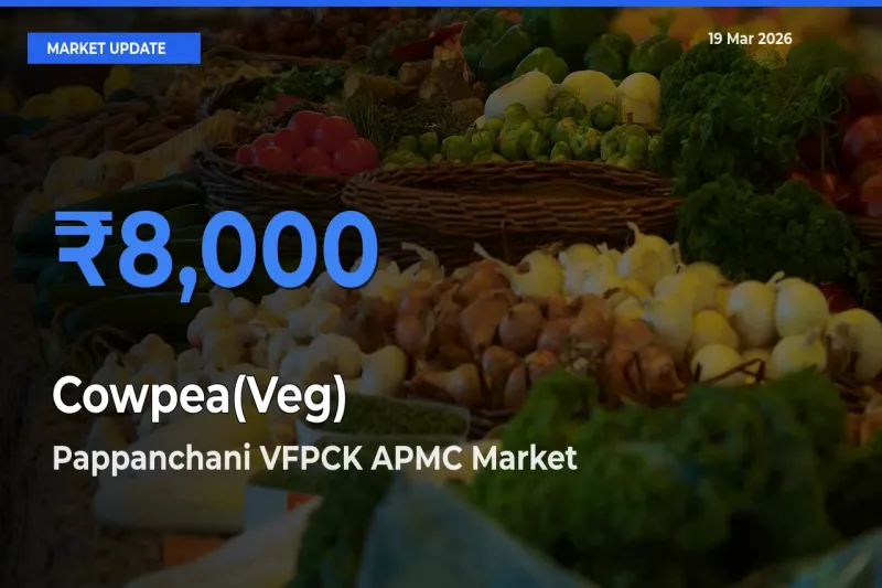 Cowpea(Veg) Mandi Rate Today: Pappanchani VFPCK APMC Tops the List