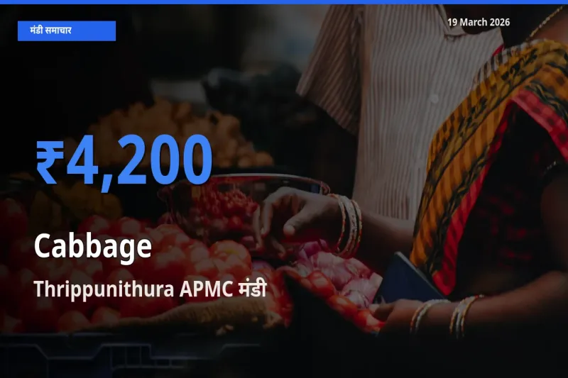Thrippunithura APMC मंडी में पत्ता गोभी ₹4,200 पर पहुँचा – आज का सर्वोच्च भाव