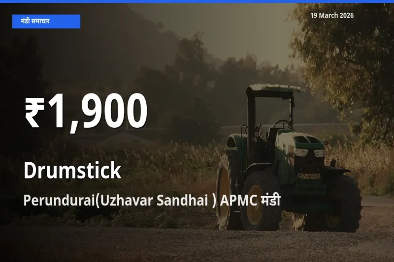सहजन (मुनगा) के दाम 30 दिनों के सबसे निचले स्तर पर, Perundurai(Uzhavar Sandhai ) APMC