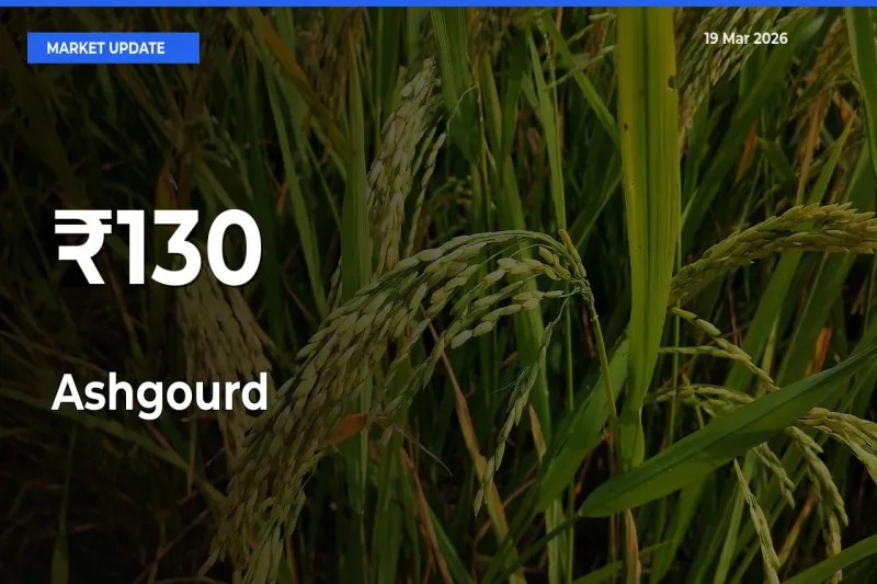 Why Ashgourd Prices Are Moving Across Multiple Mandis Today