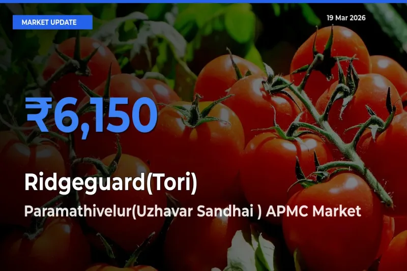 Ridgeguard(Tori) Mandi Rate Today: Paramathivelur(Uzhavar Sandhai ) APMC Tops the List