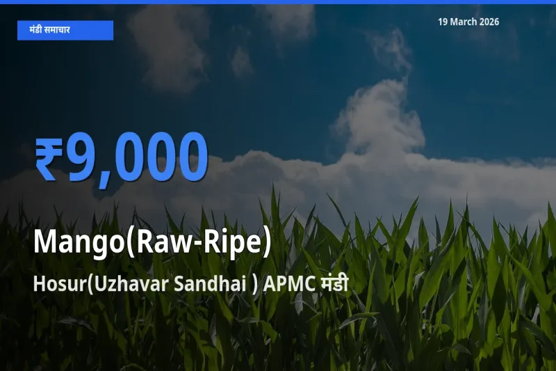 टॉप मंडी बना Hosur(Uzhavar Sandhai ) APMC! आम (कच्चा-पका) के सबसे ऊँचे दाम यहीं दर्ज