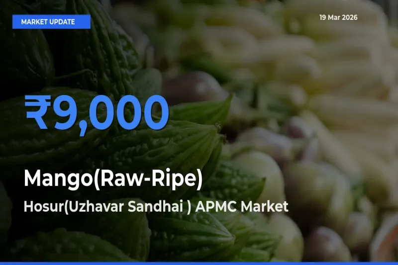 Mango(Raw-Ripe) Mandi Rate Today: Hosur(Uzhavar Sandhai ) APMC Tops the List