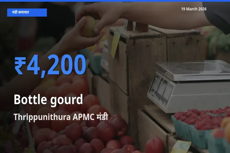 Thrippunithura APMC मंडी में आज लौकी के सबसे ऊँचे दाम दर्ज