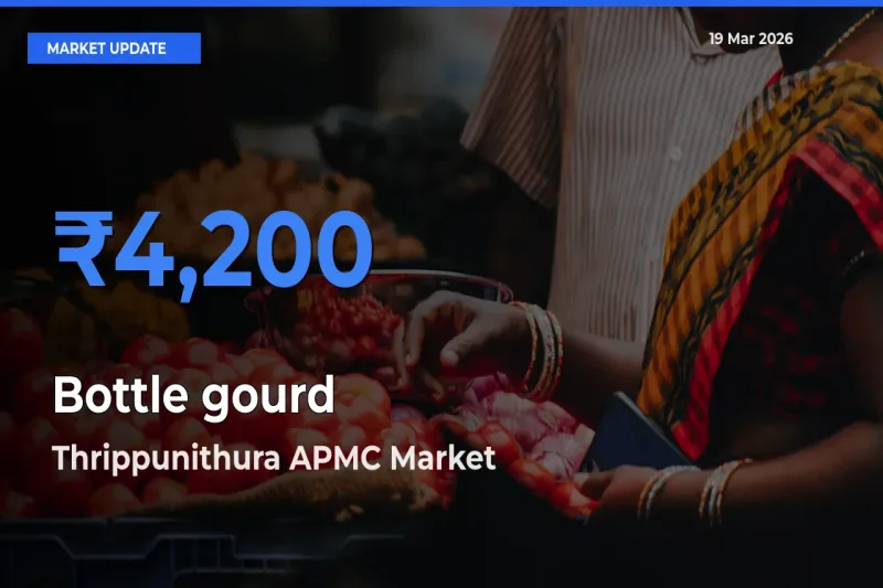 Thrippunithura APMC Leads as Top Mandi for Bottle gourd Prices
