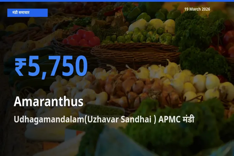 Udhagamandalam(Uzhavar Sandhai ) APMC में चौलाई का आज सबसे ऊँचा भाव