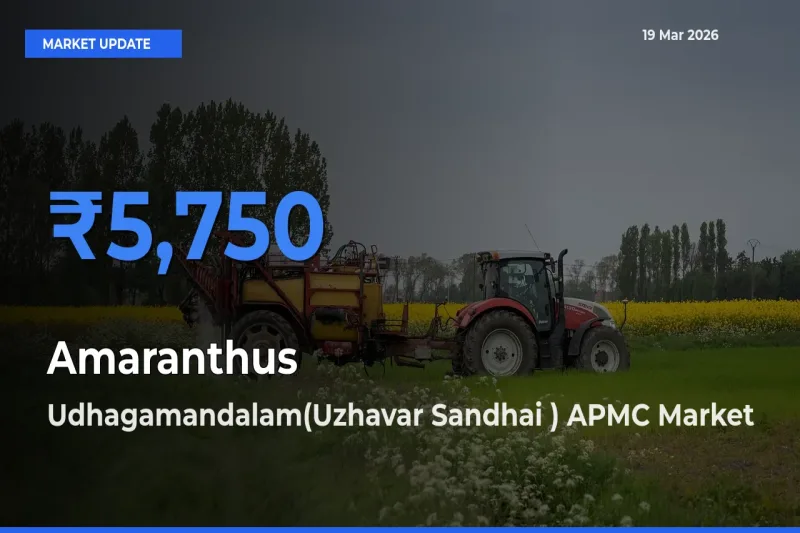 Udhagamandalam(Uzhavar Sandhai ) APMC Leads as Top Mandi for Amaranthus Prices