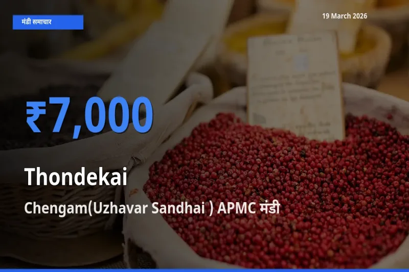 Chengam(Uzhavar Sandhai ) APMC मंडी में आज कुंदरू के सबसे ऊँचे दाम दर्ज