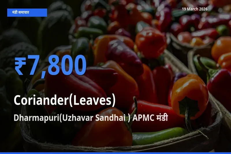 आज हरा धनिया के सबसे ज़्यादा दाम Dharmapuri(Uzhavar Sandhai ) APMC मंडी में दर्ज