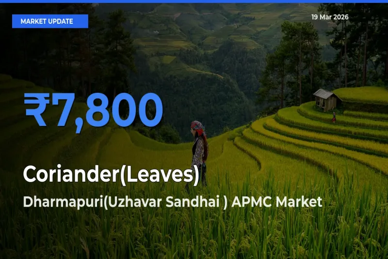Top Performer! Dharmapuri(Uzhavar Sandhai ) APMC Offers Best Coriander(Leaves) Price Today