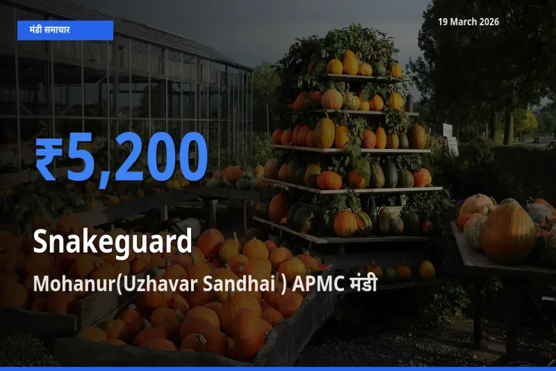 आज का मंडी भाव: चिचिंडा (नागफनी लौकी) के सबसे ज़्यादा दाम Mohanur(Uzhavar Sandhai ) APMC में