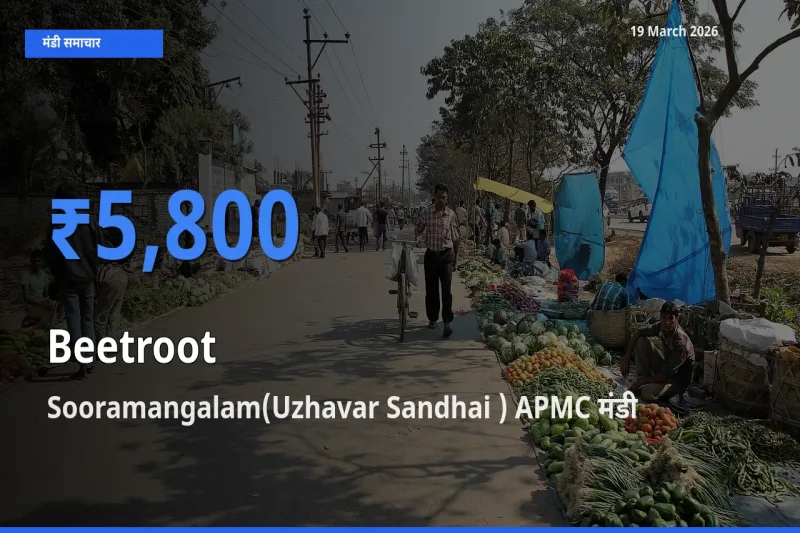 19 March अपडेट: चुकंदर के सबसे ऊँचे दाम Sooramangalam(Uzhavar Sandhai ) APMC मंडी में