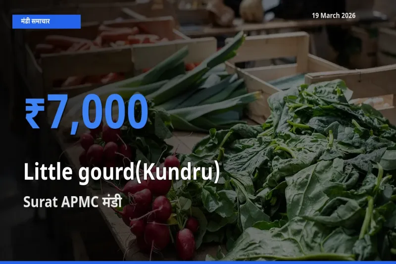 आज कुंदरू (टिंडा तोरई) के सबसे ज़्यादा दाम Surat APMC मंडी में दर्ज