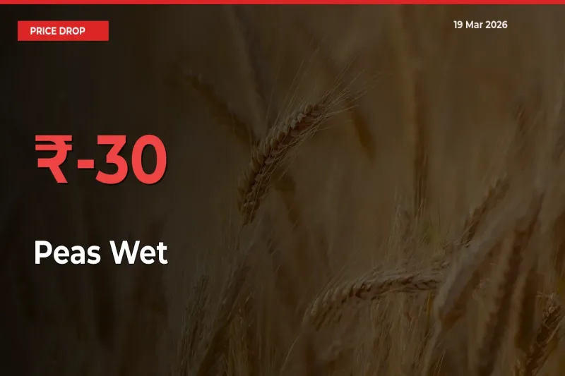 Farmers Alert as Peas Wet Prices Slide 30.45% in Local Mandis
