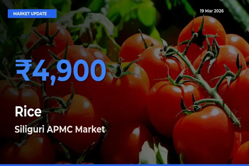 Market Watch: Siliguri APMC Becomes Top Mandi for Rice