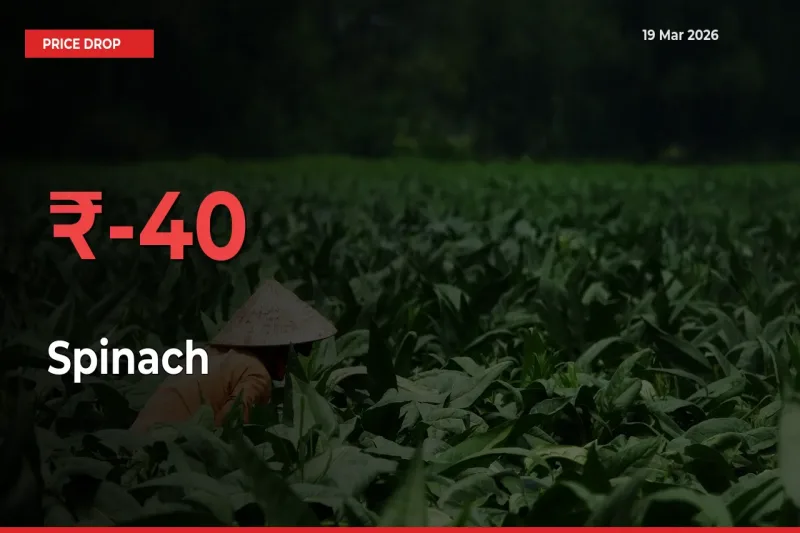 40.18% Drop in Spinach Prices – Mandi Sees Sudden Fall