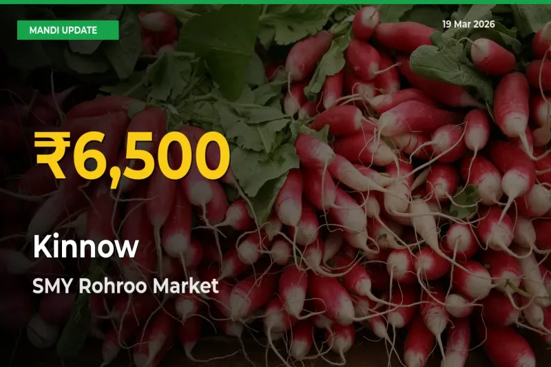 Kinnow Hits Fresh High in SMY Rohroo Today