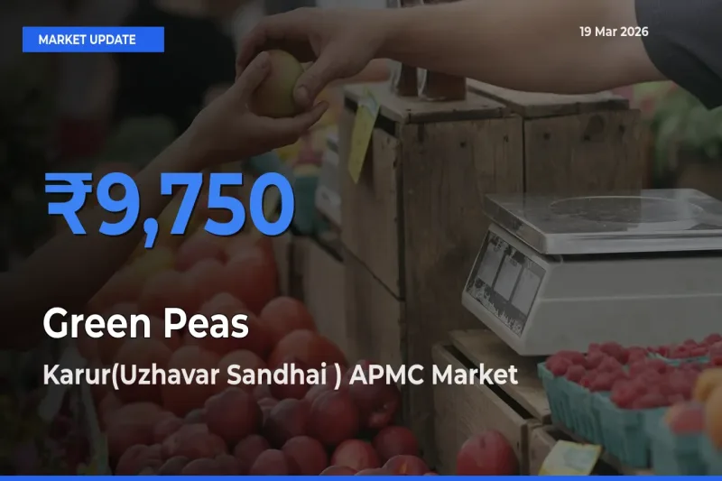 Karur(Uzhavar Sandhai ) APMC Emerges as Top Mandi for Green Peas Prices Today
