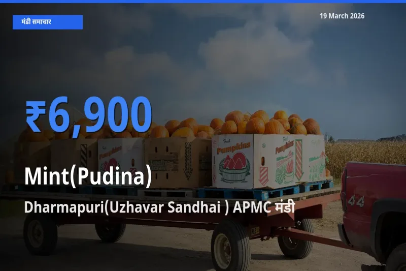 किसानों की पसंद बना Dharmapuri(Uzhavar Sandhai ) APMC, पुदीना के सबसे अच्छे दाम