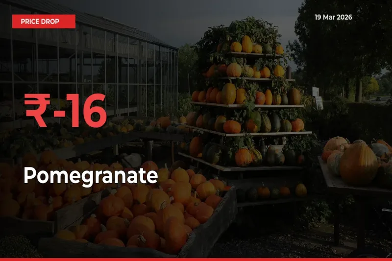 Why Pomegranate Prices Fell 15.57% in a Day at Mandis