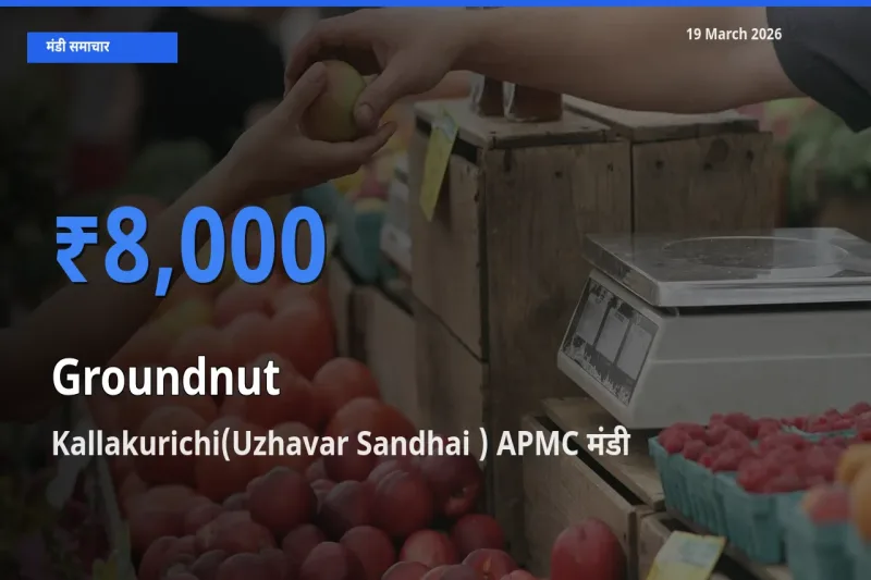 Kallakurichi(Uzhavar Sandhai ) APMC मंडी में मूंगफली ₹8,000 पर पहुँचा – आज का सर्वोच्च भाव