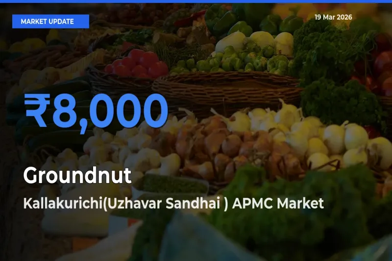 Market Watch: Kallakurichi(Uzhavar Sandhai ) APMC Becomes Top Mandi for Groundnut