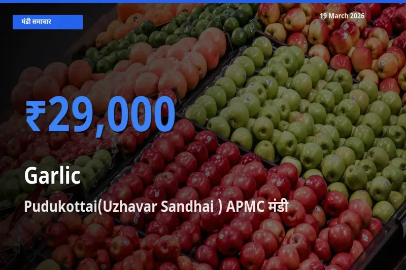 19 March अपडेट: लहसुन के सबसे ऊँचे दाम Pudukottai(Uzhavar Sandhai ) APMC मंडी में