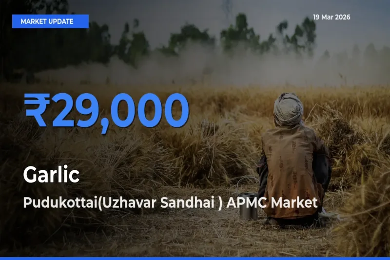 Pudukottai(Uzhavar Sandhai ) APMC Leads as Top Mandi for Garlic Prices
