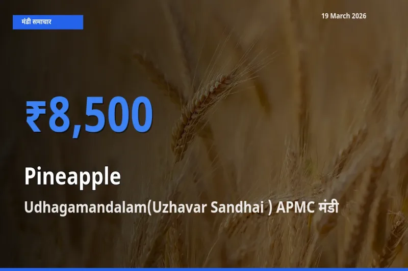 किसानों की पसंद बना Udhagamandalam(Uzhavar Sandhai ) APMC, अनानास के सबसे अच्छे दाम