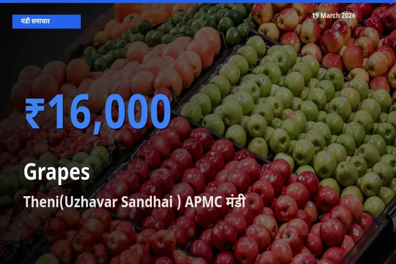 Theni(Uzhavar Sandhai ) APMC मंडी में आज अंगूर के सबसे ऊँचे दाम दर्ज