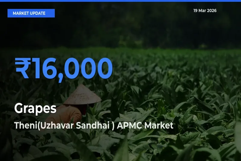 Grapes Mandi Rate Today: Theni(Uzhavar Sandhai ) APMC Tops the List