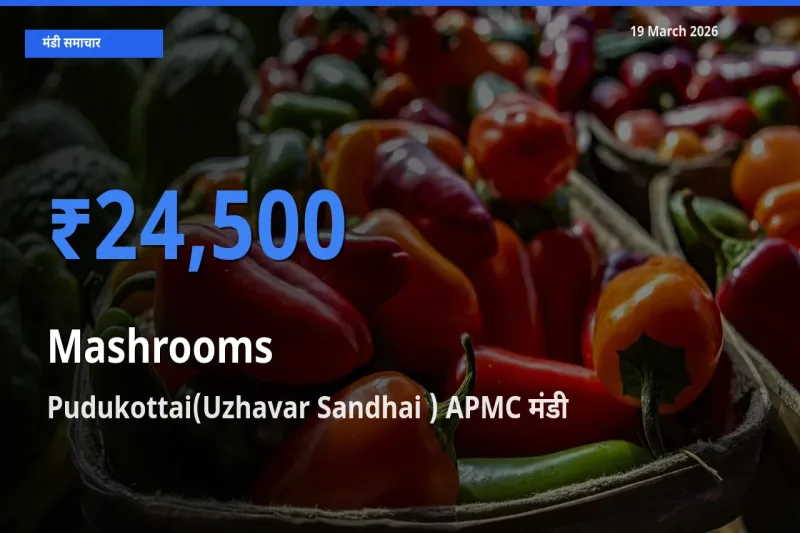 Pudukottai(Uzhavar Sandhai ) APMC मंडी में आज मशरूम के सबसे ऊँचे दाम दर्ज