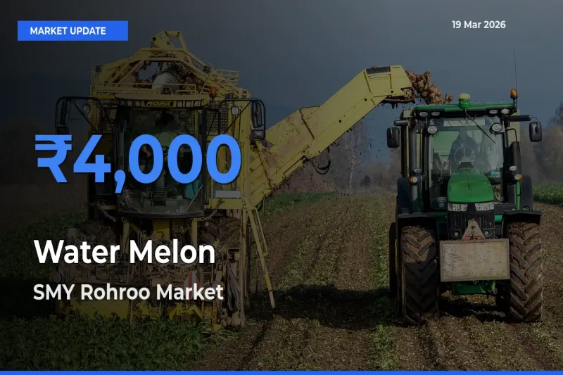 Market Watch: SMY Rohroo Becomes Top Mandi for Water Melon
