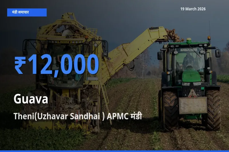 19 March अपडेट: अमरूद के सबसे ऊँचे दाम Theni(Uzhavar Sandhai ) APMC मंडी में