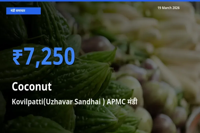 बाज़ार संकेत: Kovilpatti(Uzhavar Sandhai ) APMC बना नारियल के लिए आज की टॉप मंडी