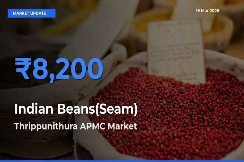 Thrippunithura APMC Records Highest ₹8,200 Rate for Indian Beans(Seam)