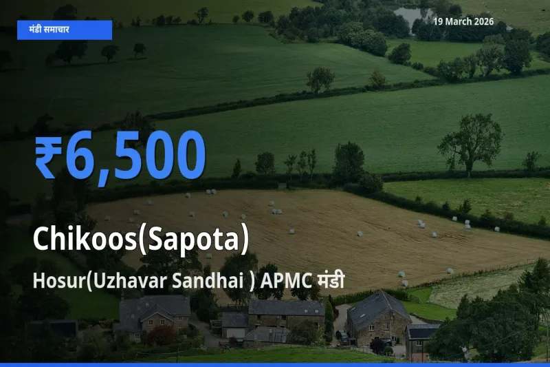 बाज़ार संकेत: Hosur(Uzhavar Sandhai ) APMC बना चीकू के लिए आज की टॉप मंडी