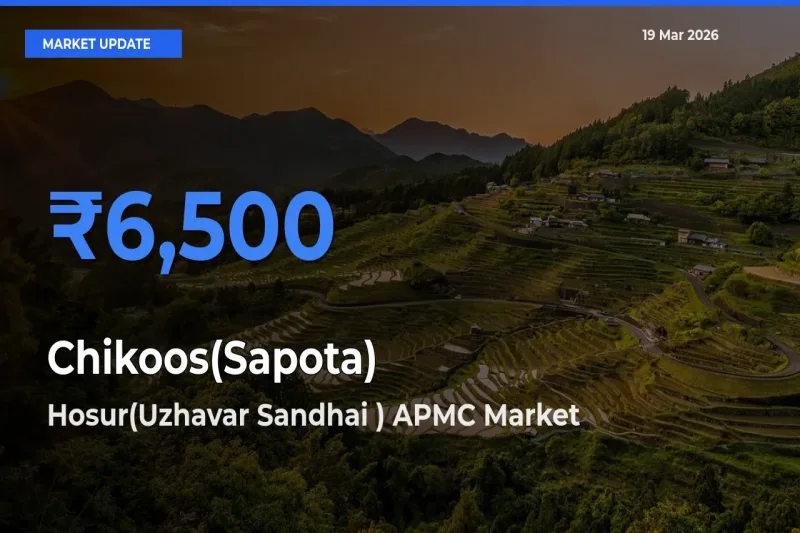 Chikoos(Sapota) Mandi Rate Today: Hosur(Uzhavar Sandhai ) APMC Tops the List