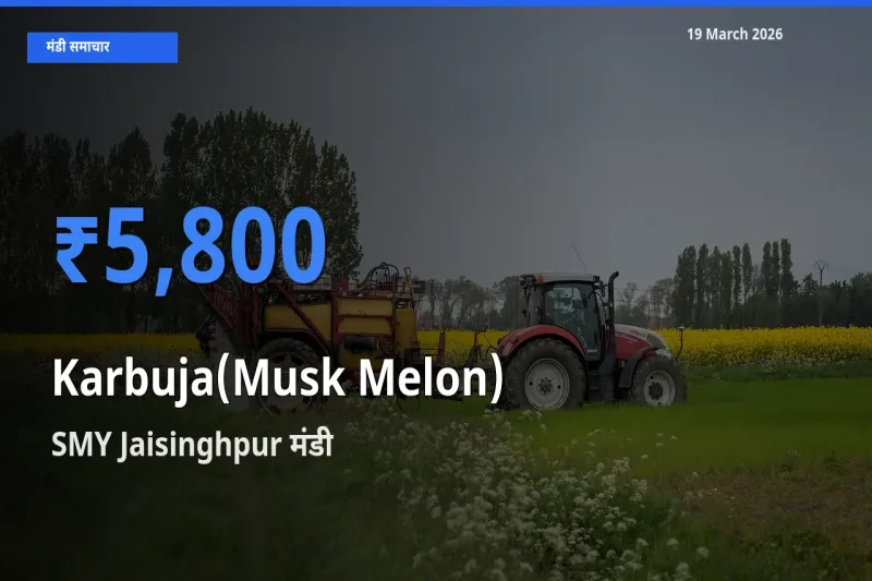 SMY Jaisinghpur मंडी में खरबूजा ₹5,800 पर पहुँचा – आज का सर्वोच्च भाव