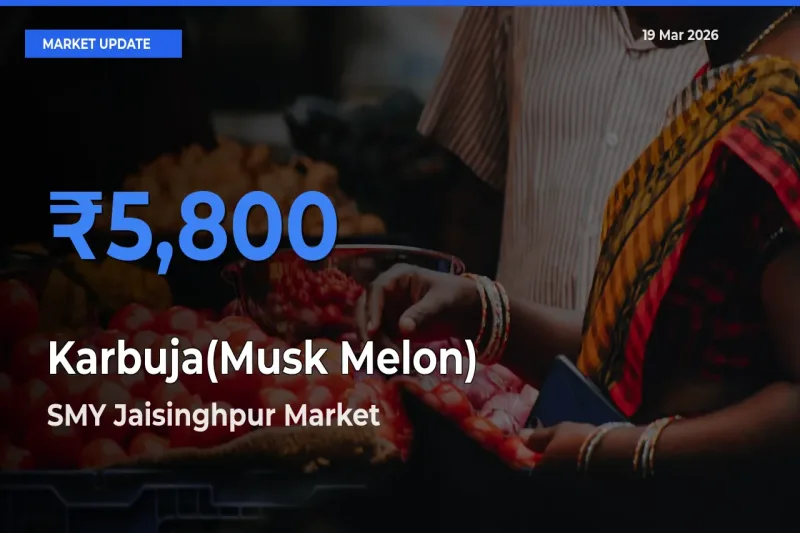 SMY Jaisinghpur Leads as Top Mandi for Karbuja(Musk Melon) Prices