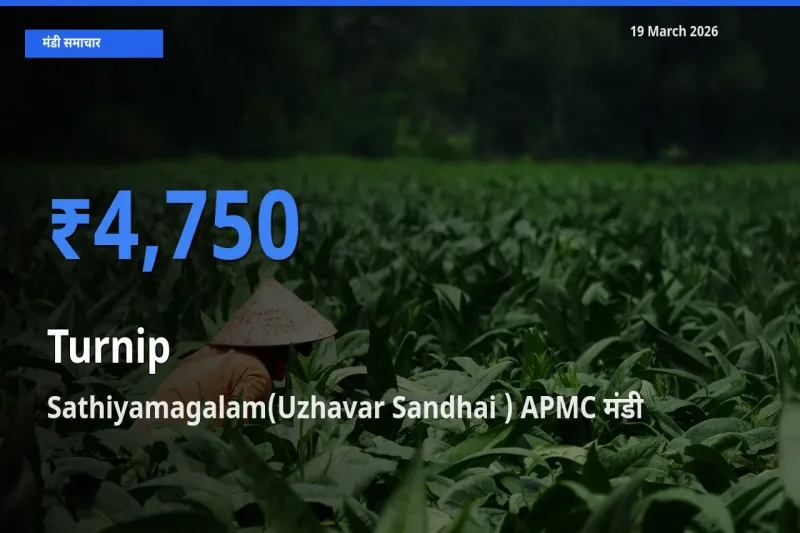Sathiyamagalam(Uzhavar Sandhai ) APMC मंडी में शलजम ₹4,750 पर पहुँचा – आज का सर्वोच्च भाव